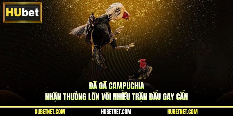 Đá gà Campuchia - Nhận thưởng lớn với nhiều trận đấu gay cấn
