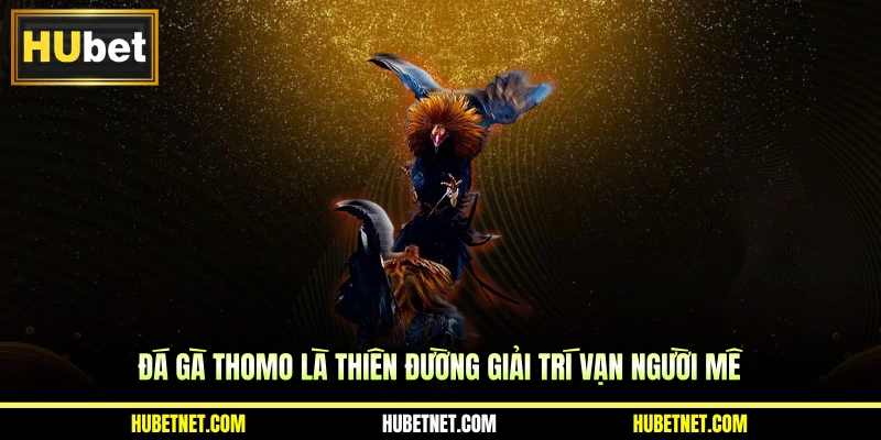 Đá gà Thomo là thiên đường giải trí vạn người mê